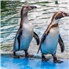 В красноярском «Роевом ручье» пингвины Гумбольдта отмечают годовщину новоселья