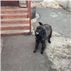 Домашняя собака напала на 4-летнюю девочку в Хакасии 