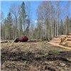 В Красноярском крае главу сельсовета заподозрили в сговоре с предпринимателями и вырубках леса на миллионы рублей
