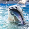 «Главное — похвастаться уловом»: красноярский зоопарк показал видео с рыбалкой белого медвежонка Ермака