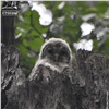 «Забавный, словно плюшевый»: птенца длиннохвостой неясыти встретили на красноярских «Столбах» 