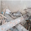 В Лесосибирске косуля провалилась в бункер с опилками (видео) 