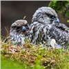 «Норникель» направит 50 млн рублей на сохранение исчезающего вида птиц