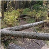 На красноярских «Столбах» сильный ветер повалил усыхающие деревья