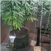 В Лесосибирске у наркоагронома нашли в бане мини-парник и полкило марихуаны (видео)