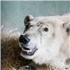 «Проблему операцией не решить»: спасенный в Красноярском крае белый медведь не сможет ходить (видео) 
