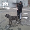 Житель Красноярского края забил собаку на глазах у малолетней дочери и избил жену