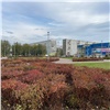 Красноярские озеленители завершили пересадку растений с площади Революции
