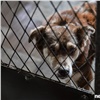 В Красноярске дадут субсидии на собачьи приюты