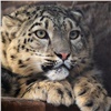 «Кошачьи нежности»: пермский зоопарк показал ирбиса из Красноярска Аксу и ее возлюбленного (видео)