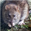 Красноярцам рассказали, что делать с крысами возле домов и мусорок