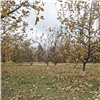 На красноярском Татышеве яблони обмотали пленкой перед зимой
