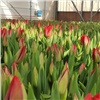 К весенним праздникам красноярские озеленители вырастят 200 тысяч тюльпанов 