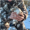 В заповеднике Красноярского края спасли вмерзшую в лед птицу