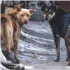 Красноярцев просят принести корм, теплые вещи и игрушки для бездомных собак
