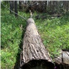 Красноярцы вырубили лес в Емельяновском районе на 78 млн рублей и получили реальные сроки в колонии (видео)