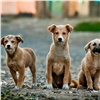 Красноярцев призывают помочь собачьим приютам кормом и консервами 