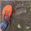 На тропе ГТО красноярской «Гремячей гривы» заметили следы медведя