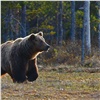 В одном из поселков Мотыгинского района заметили медведя (видео) 