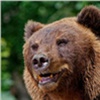 «Не нужно ничего в него бросать — только разозлите»: в краевом МЧС рассказали, как спастись от медведя