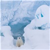 Компания «Роснефть» 10 лет опекает белых медведей в красноярском «Роевом ручье»