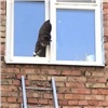 В Лесосибирске спасли застрявшего в окне кота
