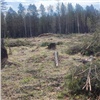 В Красноярском крае вырубили лес на 13,5 миллионов рублей