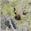 На юге Красноярского края засняли медвежонка-непоседу с мамой (видео)