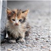 В Шарыпове спасатели вызволили котенка из-под бетонной плиты