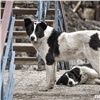 Мэрия: в Красноярске сократилось число бездомных собак