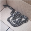 «Могла быть ядовитой»: в красноярском Солнечном поймали змею