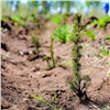 В лесах Красноярского края высадят 3,7 млн сеянцев хвойных пород