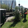 Мэрия: в Красноярске каждый день высаживают минимум 100 деревьев