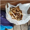 На красноярских Столбах туристов штрафуют за сбор грибов и прогулки с собаками