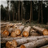 Членов крупнейшей ОПГ по вырубке леса будут судить в Красноярском крае 