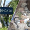 Житель Агинского зарубил топором собак бывшей девушки за отказ дать денег на водку