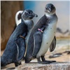 В красноярском «Роевом ручье» пингвинов перевели на «зимние квартиры»