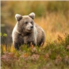 В Красноярске в районе Студгородка заметили медведя  (видео)