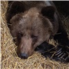 Бурые медведи красноярского «Роева ручья» начали готовиться к спячке