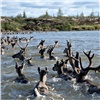 При поддержке «Роснефти» ученые СФУ провели уникальные исследования миграции диких северных оленей на Таймыре