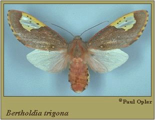 Bertholdia trigona